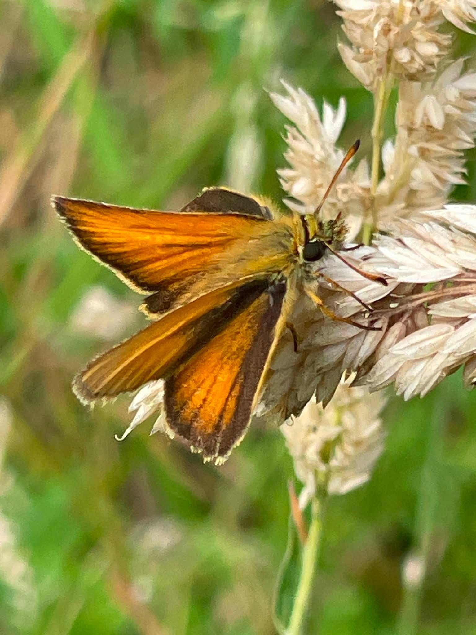 Zwartsprietdikkopje